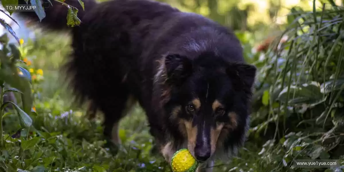 「运动装备黑科技,让你的每一步都更专业!🛡️点击选购,开启高效训练!」